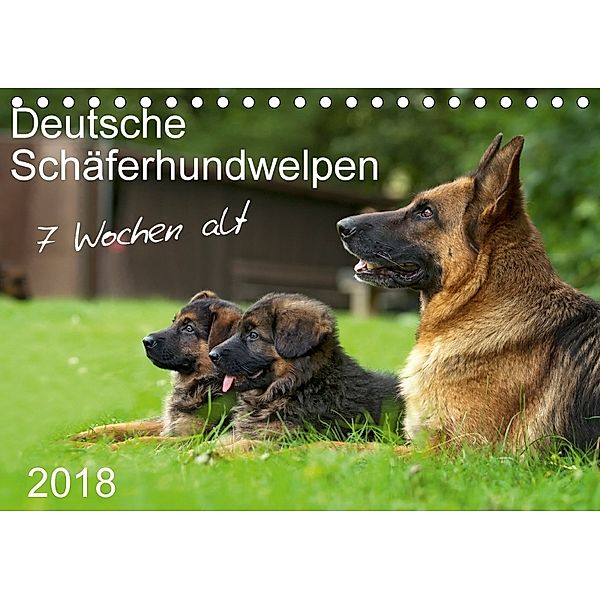 Deutsche Schäferhundwelpen 7 Wochen alt (Tischkalender 2018 DIN A5 quer) Dieser erfolgreiche Kalender wurde dieses Jahr, Petra Schiller