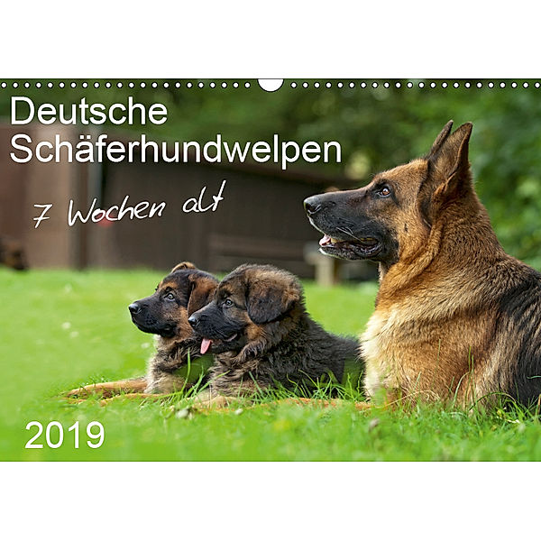Deutsche Schäferhundwelpen 7 Wochen alt (Wandkalender 2019 DIN A3 quer), Petra Schiller