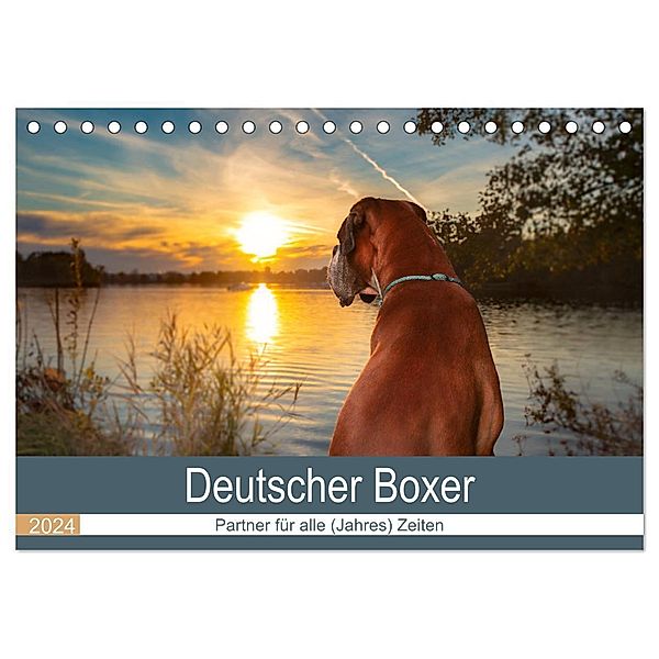 Deutscher Boxer (Tischkalender 2024 DIN A5 quer), CALVENDO Monatskalender, Kerstin Mielke