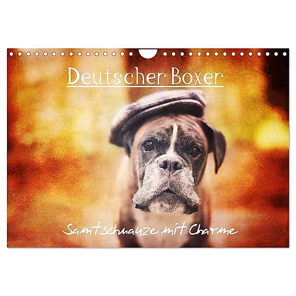 Deutscher Boxer (Wandkalender 2024 DIN A4 quer), CALVENDO Monatskalender, Kerstin Mielke