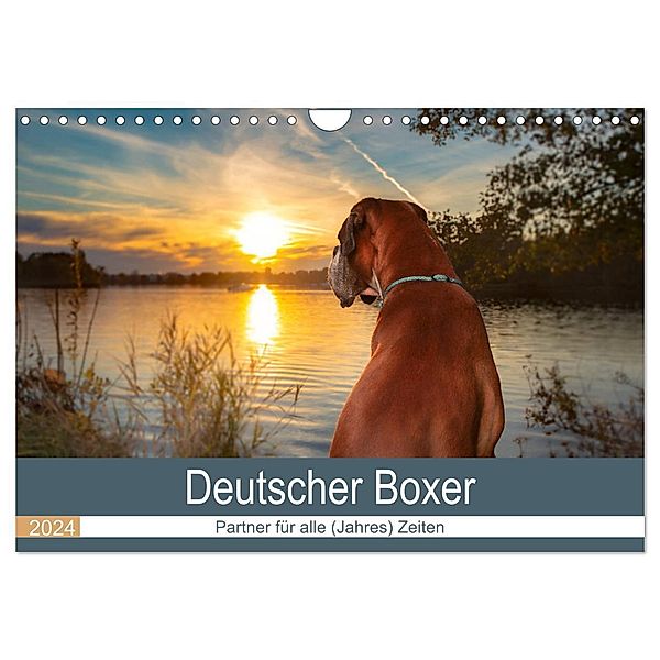 Deutscher Boxer (Wandkalender 2024 DIN A4 quer), CALVENDO Monatskalender, Kerstin Mielke