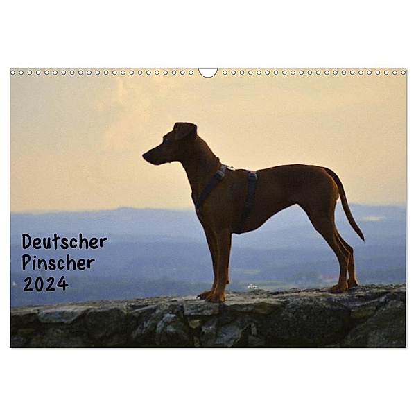 Deutscher Pinscher (Wandkalender 2024 DIN A3 quer), CALVENDO Monatskalender, Ula Redl