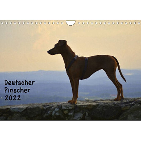 Deutscher PinscherAT-Version  (Wandkalender 2022 DIN A4 quer), Ula Redl