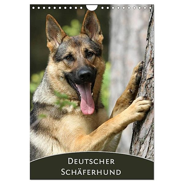 Deutscher Schäferhund (Wandkalender 2024 DIN A4 hoch), CALVENDO Monatskalender, Claudia Steininger