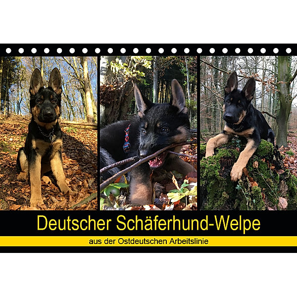 Deutscher Schäferhund-Welpe - aus der Ostdeutschen Arbeitslinie (Tischkalender 2019 DIN A5 quer), Tanja Riedel