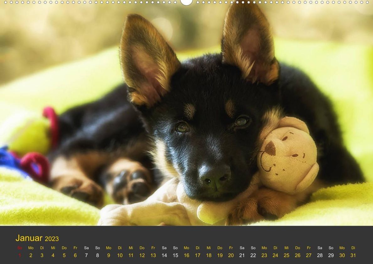 Deutscher Schäferhund-Welpe - aus der Ostdeutschen Arbeitslinie Premium,  hochwertiger DIN A2 Wandkalender 2023, Kunstdr - Kalender bestellen