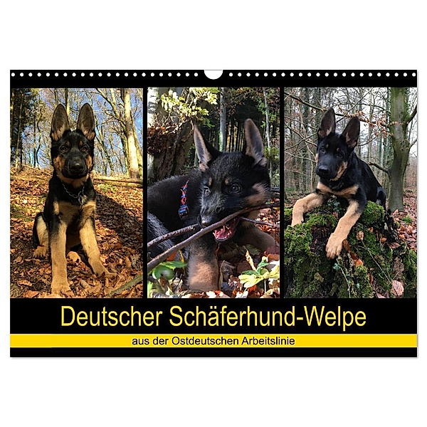 Deutscher Schäferhund-Welpe - aus der Ostdeutschen Arbeitslinie (Wandkalender 2024 DIN A3 quer), CALVENDO Monatskalender, Tanja Riedel