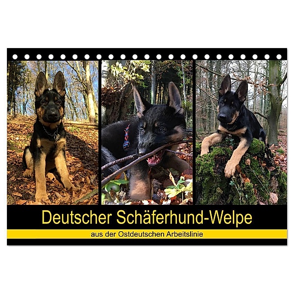 Deutscher Schäferhund-Welpe - aus der Ostdeutschen Arbeitslinie (Tischkalender 2024 DIN A5 quer), CALVENDO Monatskalender, Tanja Riedel