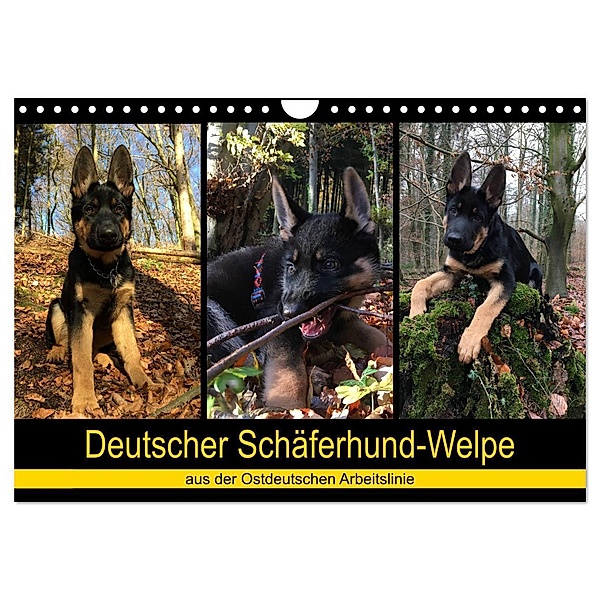 Deutscher Schäferhund-Welpe - aus der Ostdeutschen Arbeitslinie (Wandkalender 2024 DIN A4 quer), CALVENDO Monatskalender, Tanja Riedel