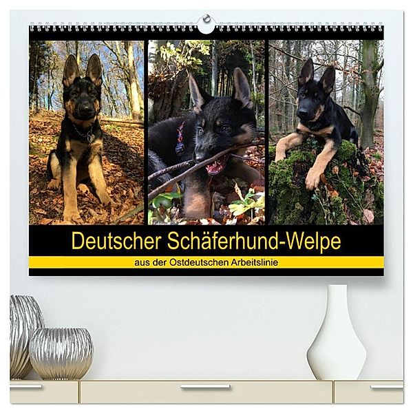 Deutscher Schäferhund-Welpe - aus der Ostdeutschen Arbeitslinie (hochwertiger Premium Wandkalender 2024 DIN A2 quer), Kunstdruck in Hochglanz, Tanja Riedel