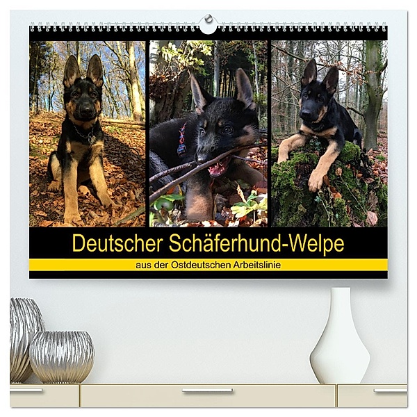 Deutscher Schäferhund-Welpe - aus der Ostdeutschen Arbeitslinie (hochwertiger Premium Wandkalender 2025 DIN A2 quer), Kunstdruck in Hochglanz, Calvendo, Tanja Riedel