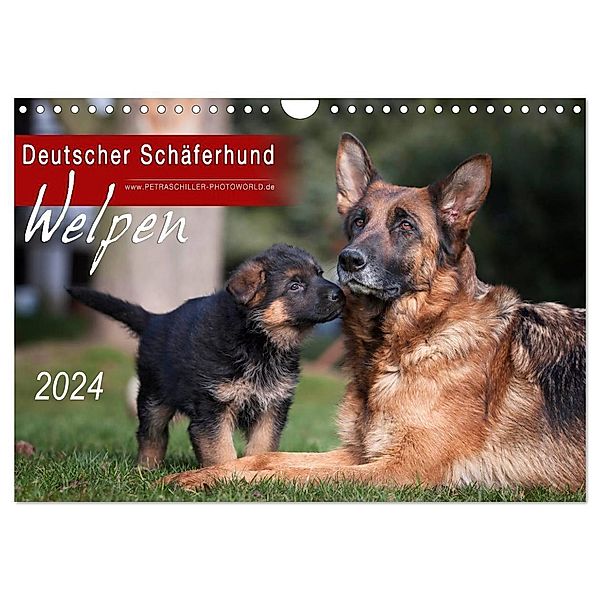 Deutscher Schäferhund - Welpen / CH-Version (Wandkalender 2024 DIN A4 quer), CALVENDO Monatskalender, Petra Schiller