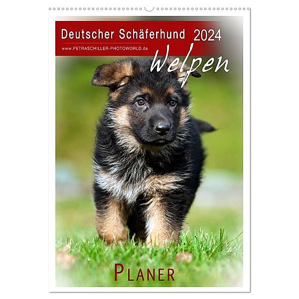 Deutscher Schäferhund - Welpen, Planer (Wandkalender 2024 DIN A2 hoch), CALVENDO Monatskalender, Petra Schiller
