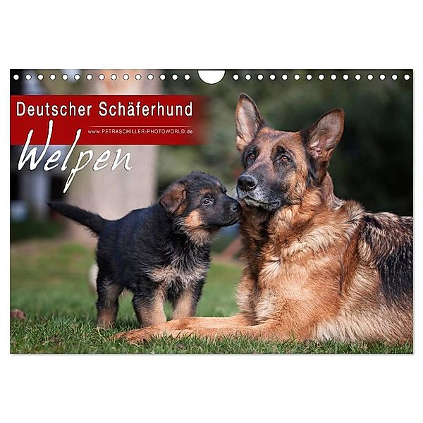 Deutscher Schäferhund - Welpen (Wandkalender 2024 DIN A4 quer), CALVENDO Monatskalender, Petra Schiller
