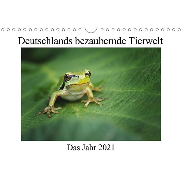Deutschlands bezaubernde Tierwelt (Wandkalender 2021 DIN A4 quer), Björn Reibert