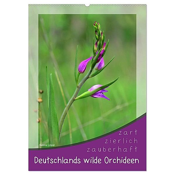 Deutschlands wilde Orchideen (Wandkalender 2024 DIN A2 hoch), CALVENDO Monatskalender, Sabine Löwer