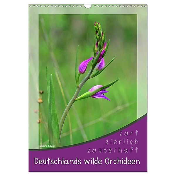 Deutschlands wilde Orchideen (Wandkalender 2024 DIN A3 hoch), CALVENDO Monatskalender, Sabine Löwer
