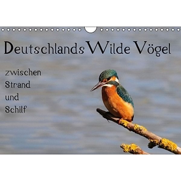 Deutschlands wilde Vögel zwischen Strand und Schilf (Wandkalender 2016 DIN A4 quer), Marvin Lebeus