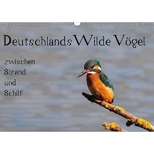 Deutschlands wilde Vögel zwischen Strand und Schilf (Wandkalender 2017 DIN A3 quer), Marvin Lebeus