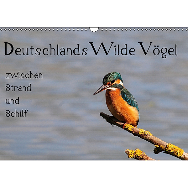 Deutschlands wilde Vögel zwischen Strand und Schilf (Wandkalender 2019 DIN A3 quer), Marvin Lebeus