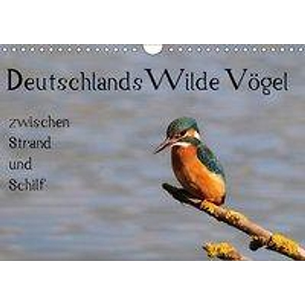 Deutschlands wilde Vögel zwischen Strand und Schilf (Wandkalender 2019 DIN A4 quer), Marvin Lebeus