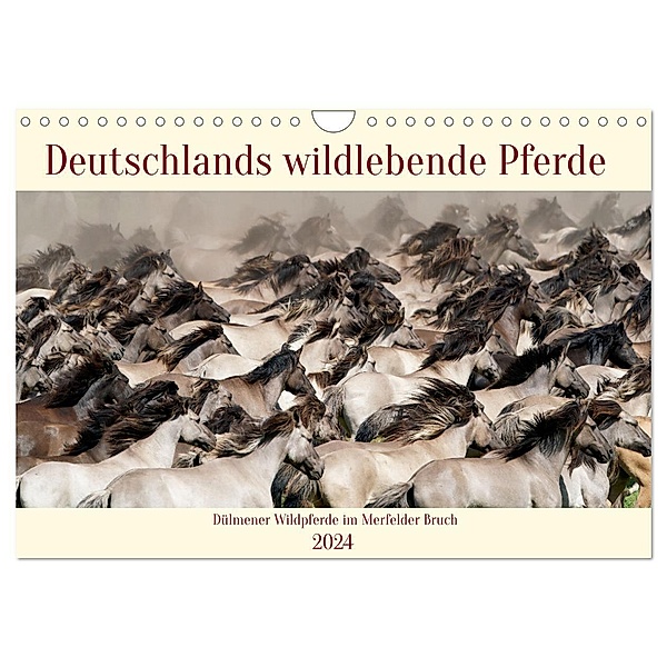Deutschlands wildlebende Pferde (Wandkalender 2024 DIN A4 quer), CALVENDO Monatskalender, Marcel René Grossmann