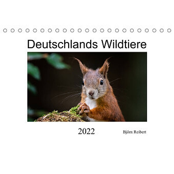 Deutschlands Wildtiere (Tischkalender 2022 DIN A5 quer), Björn Reibert