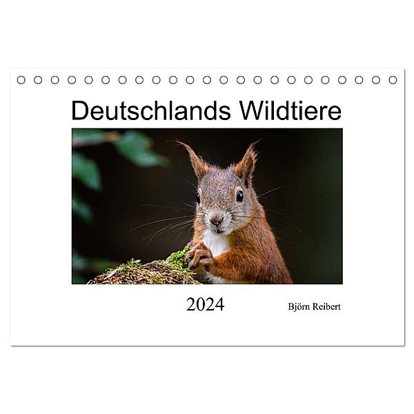 Deutschlands Wildtiere (Tischkalender 2024 DIN A5 quer), CALVENDO Monatskalender, Björn Reibert