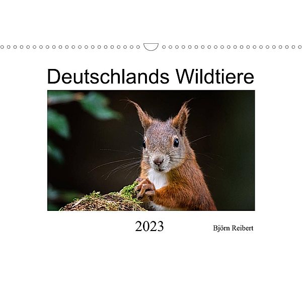 Deutschlands Wildtiere (Wandkalender 2023 DIN A3 quer), Björn Reibert