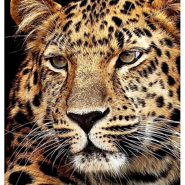 Diamond Painting Jaguar Kopf 40x30 cm