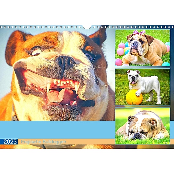 Dicke Freunde. Englische Bulldoggen (Wandkalender 2023 DIN A3 quer), Rose Hurley