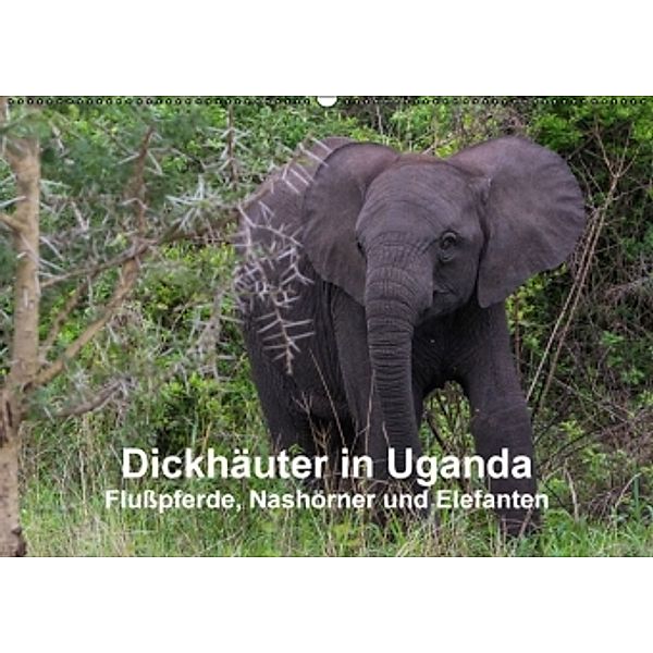 Dickhäuter in Uganda - Flußpferde, Nashörner und Elefanten (Wandkalender 2016 DIN A2 quer), Helmut Gulbins