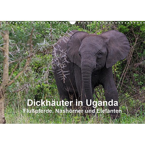 Dickhäuter in Uganda - Flußpferde, Nashörner und Elefanten (Wandkalender 2021 DIN A3 quer), Helmut Gulbins