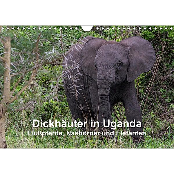 Dickhäuter in Uganda - Flußpferde, Nashörner und Elefanten (Wandkalender 2021 DIN A4 quer), Helmut Gulbins