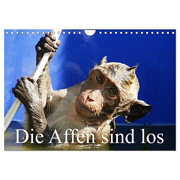 Die Affen sind los (Wandkalender 2025 DIN A4 quer), CALVENDO Monatskalender, Calvendo, Erika Müller
