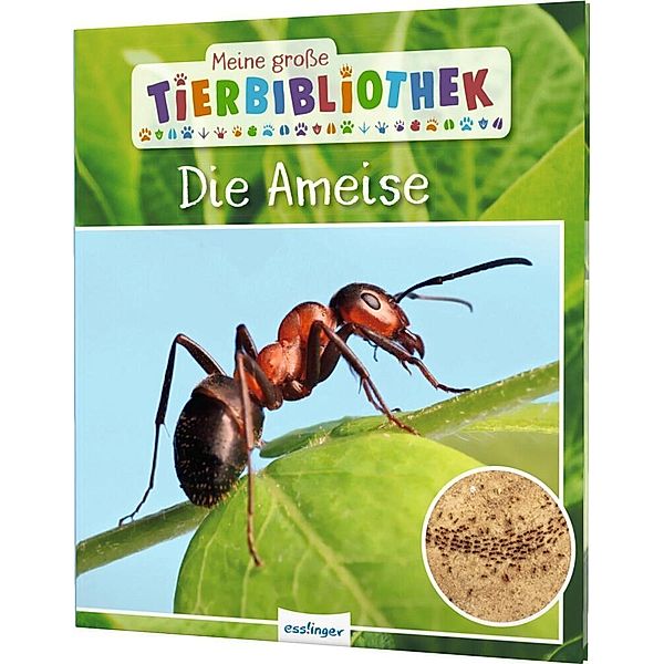 Die Ameise / Meine große Tierbibliothek Bd.6, Axel Gutjahr