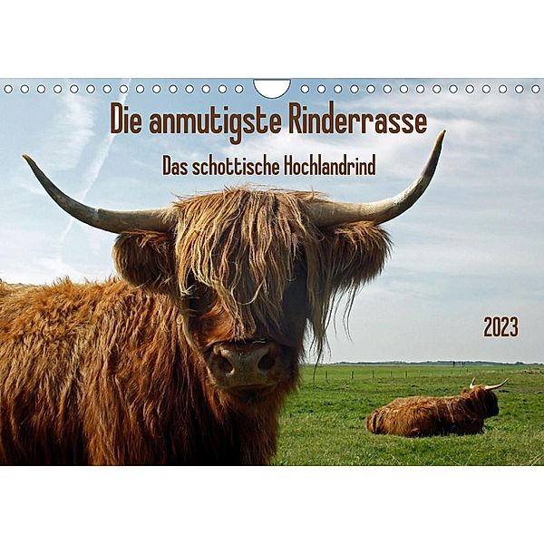 Die anmutigste Rinderrasse - Das schottische Hochlandrind (Wandkalender 2023 DIN A4 quer), Claudia Kleemann