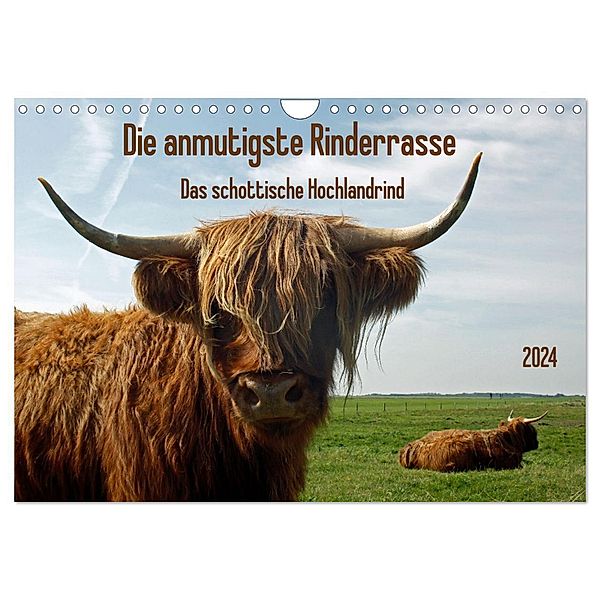 Die anmutigste Rinderrasse - Das schottische Hochlandrind (Wandkalender 2024 DIN A4 quer), CALVENDO Monatskalender, Claudia Kleemann