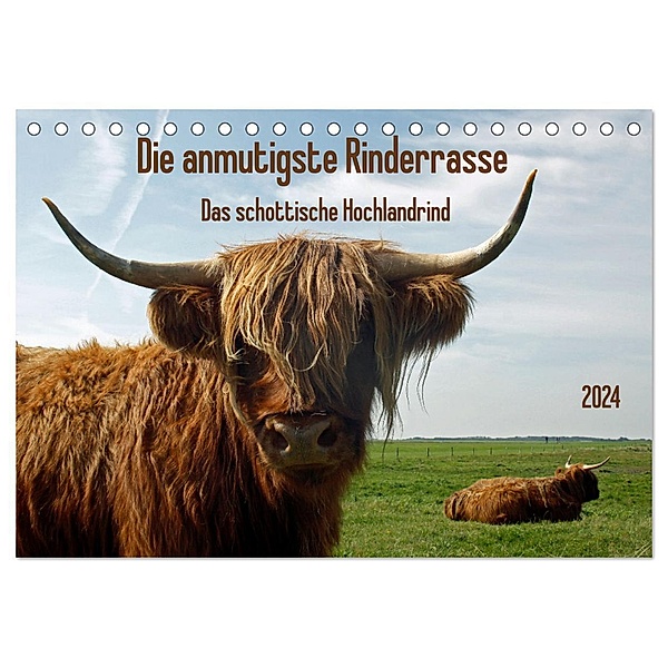 Die anmutigste Rinderrasse - Das schottische Hochlandrind (Tischkalender 2024 DIN A5 quer), CALVENDO Monatskalender, Claudia Kleemann