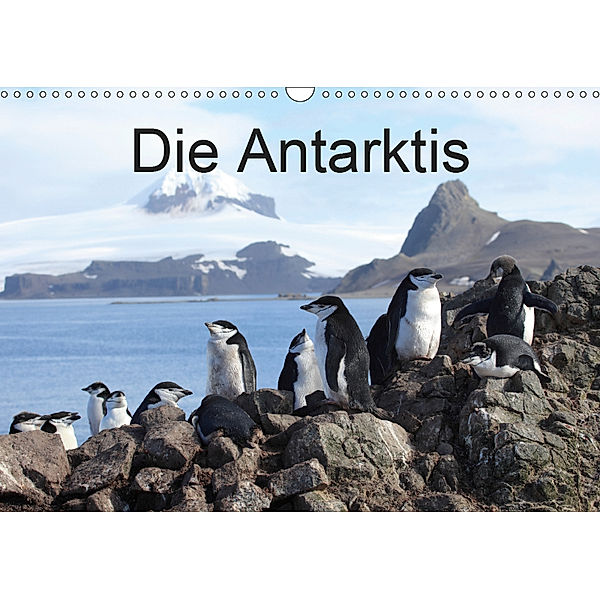 Die Antarktis / CH-Version (Wandkalender 2019 DIN A3 quer), Roland Brack