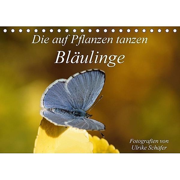 Die auf Pflanzen tanzen: Bläulinge (Tischkalender 2017 DIN A5 quer), Ulrike Schäfer