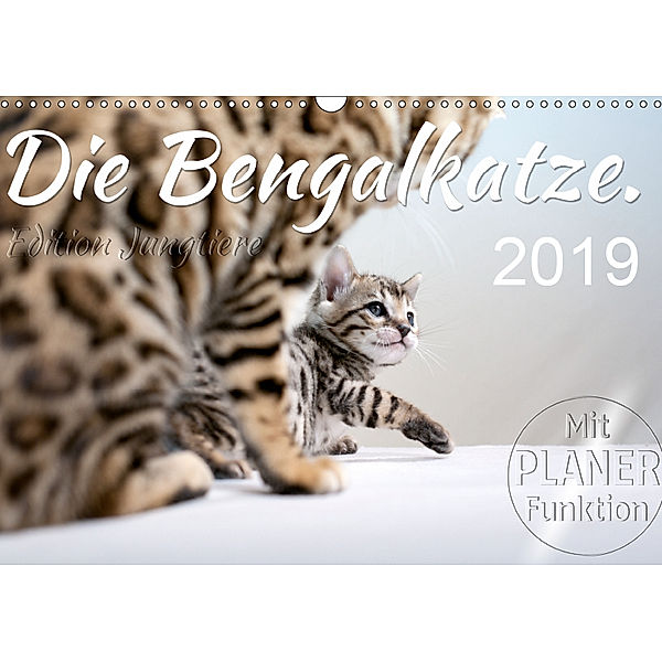 Die Bengalkatze. Edition Jungtiere (Wandkalender 2019 DIN A3 quer), Sylvio Banker