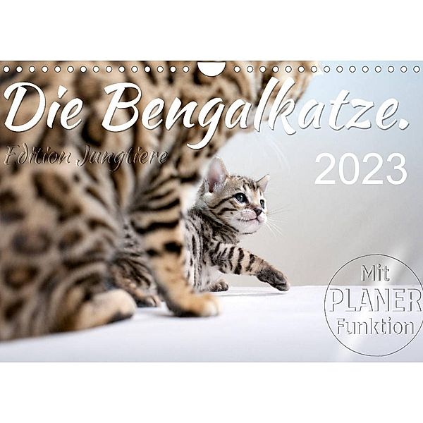 Die Bengalkatze. Edition Jungtiere (Wandkalender 2023 DIN A4 quer), Sylvio Banker