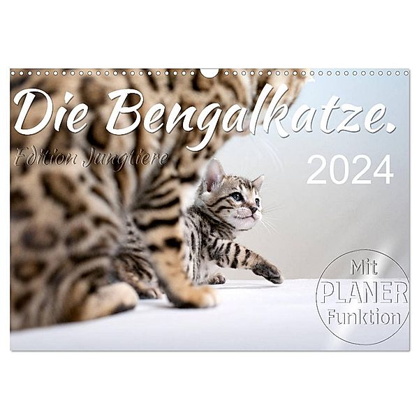 Die Bengalkatze. Edition Jungtiere (Wandkalender 2024 DIN A3 quer), CALVENDO Monatskalender, Sylvio Banker