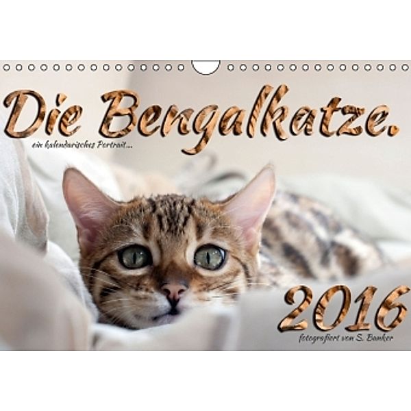 Die Bengalkatze. Ein fotografisches Portrait (Wandkalender 2016 DIN A4 quer), Sylvio Banker