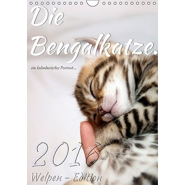 Die Bengalkatze. Welpen-Edition (Wandkalender 2017 DIN A4 hoch), Sylvio Banker