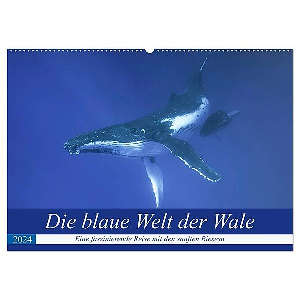 Die blaue Welt der Wale (Wandkalender 2024 DIN A2 quer), CALVENDO Monatskalender, Travelpixx.com