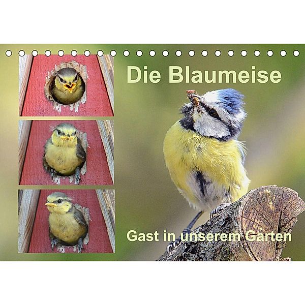 Die Blaumeise, Gast in unserem Garten (Tischkalender 2023 DIN A5 quer), Rufotos