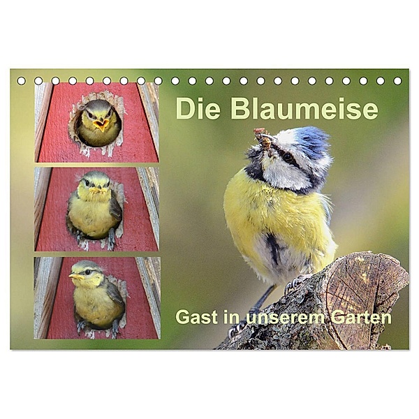 Die Blaumeise, Gast in unserem Garten (Tischkalender 2024 DIN A5 quer), CALVENDO Monatskalender, Rufotos