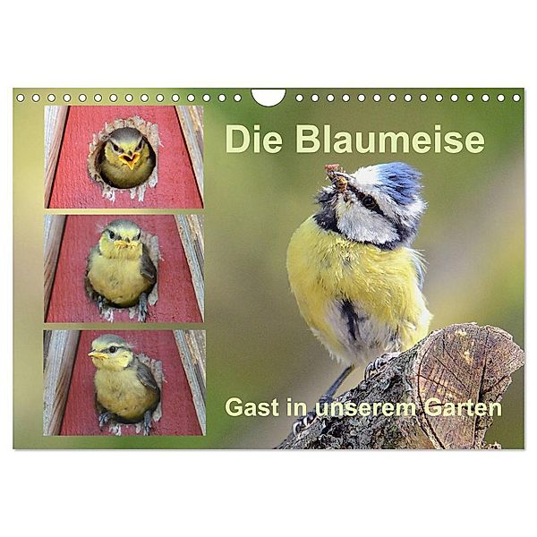 Die Blaumeise, Gast in unserem Garten (Wandkalender 2024 DIN A4 quer), CALVENDO Monatskalender, Rufotos